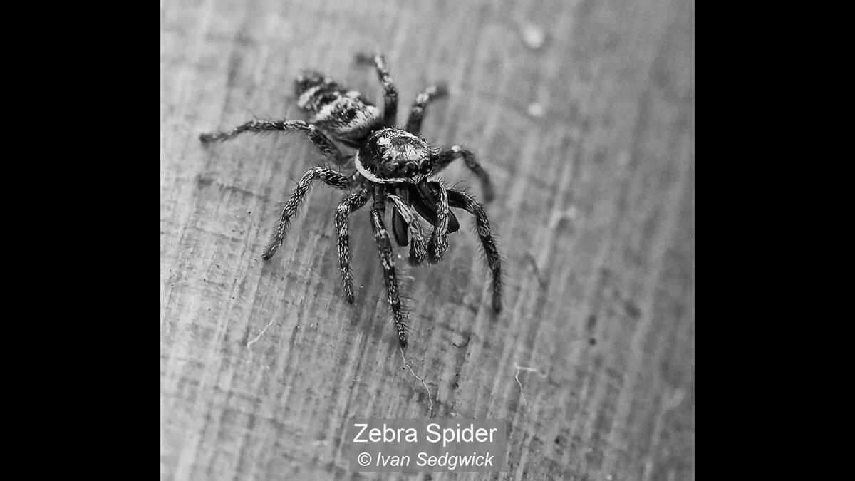 24_Zebra Spider_Ivan Sedgwick